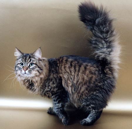 Сибирский кот Харитон Ангара