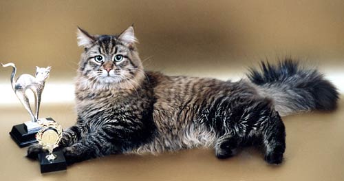 Сибирский кот Харитон Ангара