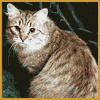 Sibaris - The Cattery of Siberian Cats